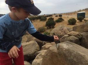 Kieran carefully set the first lizard on a rock to release it.