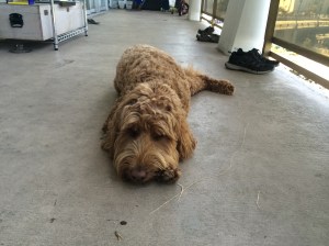 … you have to wait for five minutes.