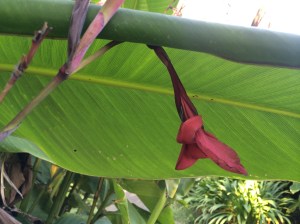 Flower under leaf