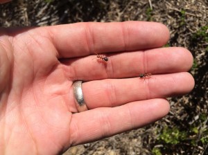 Then get back out in the field and find some new ants to study! These are some species of Formica, I think, from San Bruno.