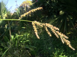 Grass panicle
