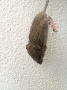 Hanging mouse