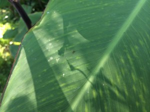 The ubiquitous Argentine ant, Iridomyrmex humilis, on a leaf.