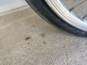 A pillbug, no doubt an escapee from one of my son's terrariums!