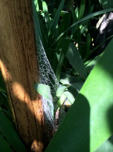 A spiderweb in the palm forest.
