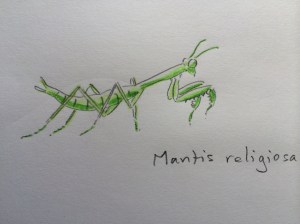 Mantis juvenile