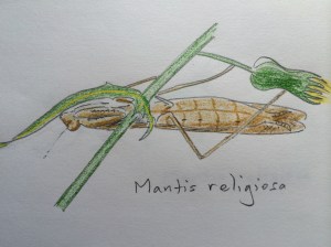 Mantis mama