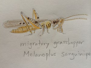 Migratory grasshopper