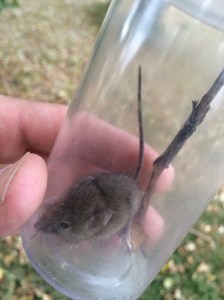 Mouse in bottle