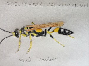 Mud dauber