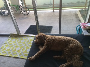 My Brompton folding bike had a flat back tire. My assistant, Rooney, was ready to spring into action.