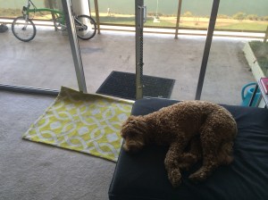 That was rough! Time for a nap!