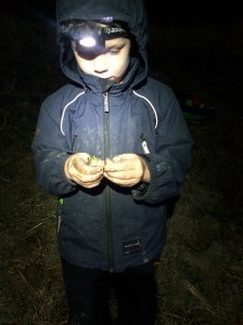 The lights reflect from their eyes and also seem to mesmerize them, which makes it a bit easier to catch them.