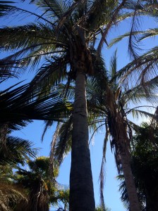 The crepuscule of the palmetum is a cool refuge on a hot day like today.