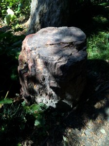 Petrified wood