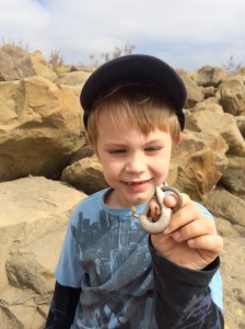 Elgaria use their prehensile tail in climbing.