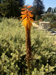 Red hot poker flower.