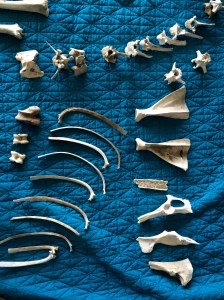 Ribs vertebrae scapulae