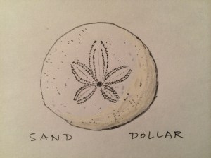 Sand dollar