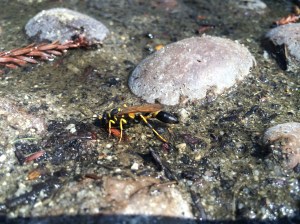 Sceliphron caementarium, a yellow-and-black mud dauber.