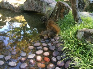 Fox squirrel gets a drink.