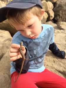 Studying the second lizard.