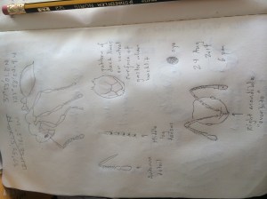 I made a second, more detailed set of sketches using the scope.