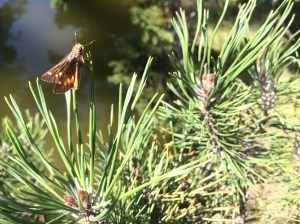 A skipper type butterfly.