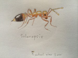 Solenopsis