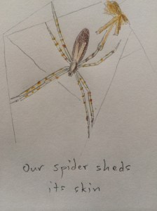 Spider moult