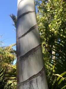 Spiral trunk