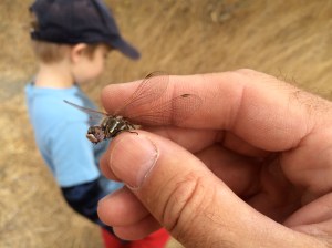 We also caught a dragonfly, which I think was Sympetrum corruptum, a species of meadowhawk.