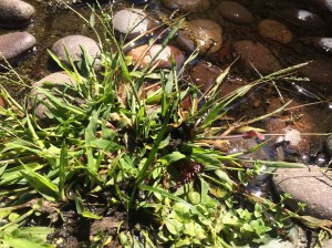 A yellow jacket comes in for a landing.
