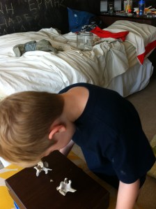 Vertebrae are conserved -- they look very similar in many different creatures, from shrews to whales.