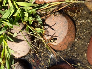 Yellow jackets drinking from the edge of the pond.