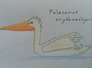 White pelican