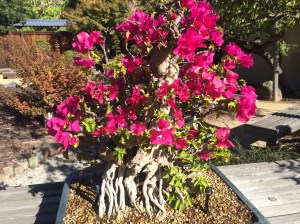 A bonsai bougainvillea in full bloom!