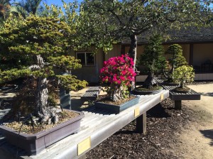 Bonsai bougainvillea in situ