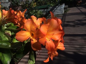 Orange blooms 1