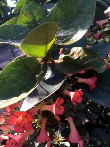 Pink blooms and leaves