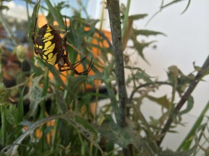 Earlier in the summer a fat mama Argiope aurantia made her web in the foliage of Kieran's terrarium.