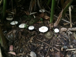 In the crepuscule of the palmetum, pale mushrooms glowed like ghosts.