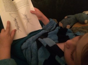 Lithobiomorph, or stone centipede, on the left, and Scutigera on the right.