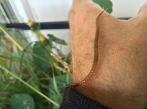 Soil centipedes are curious creatures who always have an odd number of pairs of legs, from 31 to 181.
