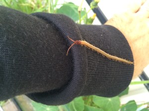 Not only can they walk and run with so many legs, they are equally comfortable moving forward or backward.