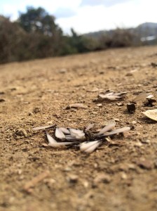 Even a tiny pebble gives a bit of height and makes a launching platform!