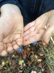 Mantispids look like a praying mantis, but they're Neuroptera, or nerve-winged insects.