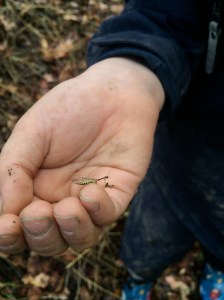 Kieran spotted this curious creature, a Mantispid, in the tall grass.