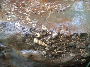 Fossils of marine shells.