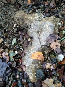 Turritella fossils from the Eocene.